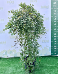 637 клен
