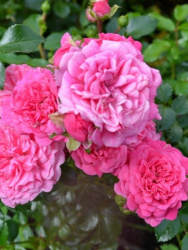 Роза Rosa Pepita 3л (Г)