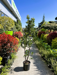 Земляничник ARBUTUS UNEDO COMPACTA 10л