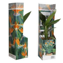 Стрелиция Strelitzia Reginae d9см