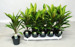 Кордилина Cordyline Kiwi 12-40