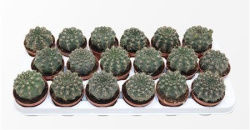 Кактус Gymnocalycium Baldianum 13-20