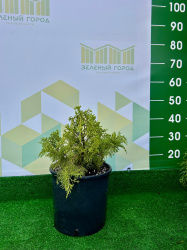 Можжевельник 1337