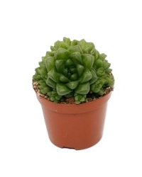 Haworthia Cooperii 8-12