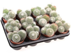 Mammillaria Ernestii 6-9