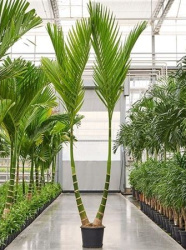 Арека Areca Catechu 45-275
