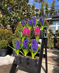 гиацинт
