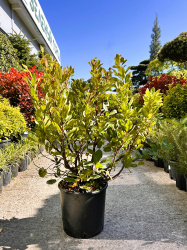 Земляничник ARBUTUS UNEDO 9л