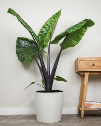 Black stem