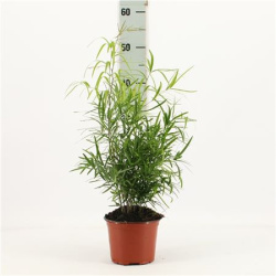 Аспарагус Asparagus Falcatus 12-35