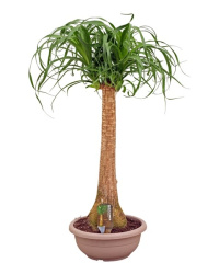 Beaucarnea On Stem
