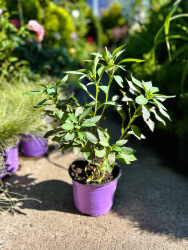 Альстромерия Alstroemeria Summer Paradise Indian Summer 2л (М)