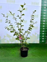 Гамамелис Hamamelis interm Ruby Glow 5л 80см (Г)