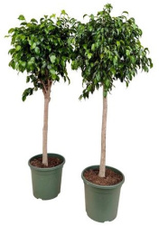 Ficus Be Danielle On Stem 30-140