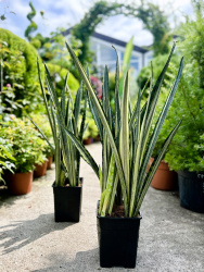 Сансевие́рия Sansevieria Silver Sword d1460см