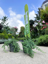 Можжевельник Juniperus Blue Pacific 5л d20-40см (М)