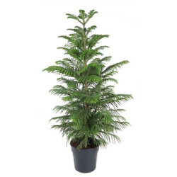 Араукария Araucaria Heterophyla 22-140