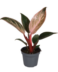 Philodendron Pink Bikini 6-10