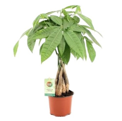 Пахира Pachira Aguatica Twisted Stem 13-40