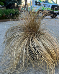 Осока CAREX BRONZE FARM 3л
