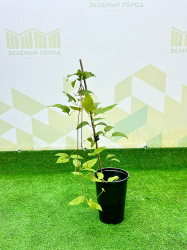 Клематис Clematis микс d1250см