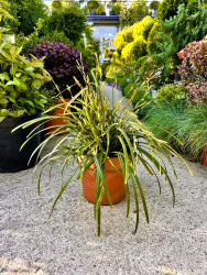 Осока Carex Irish Green 5л (нг)