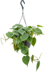 filodendron-lazyashhij-podvesnoj-17-40