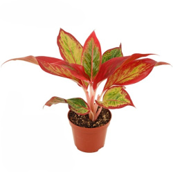 Aglaonema Red Fire