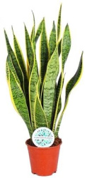 Сансевьера Sansevieria Laurentii 15-45