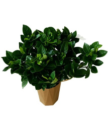 Gardenia jasminoides 12-23