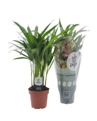Dypsis Lutescens 10-45