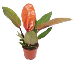 Филодендрон Philodendron Prince Of Orange d12см