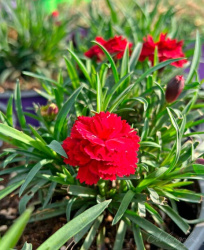Гвоздика Sunflor Dynamite