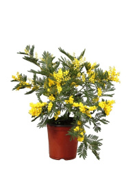 Акация Acacia Mimosa d15-50см