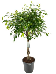 Фикус Ficus Be Exotica Twisted Stem d40-180см