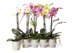 Phal 1st Mix 9+ (ok)
