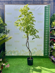 Кампсис CAMPSIS BIGNONIA 9л