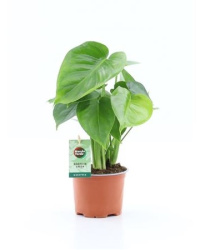 Monstera Deliciosa 12-40