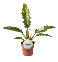 Philodendron Ring Of Fire 12-40