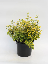 Euonymus-Emerald-n-Gold-5-Litre-scaled