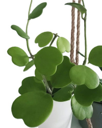Хойя Hoya Kerrii Rank Green