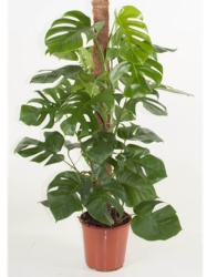 Монстера Monstera Pertusum d27-120см