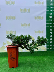 Фикус бонсай 4134