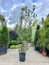 Дуб QUERCUS ILEX 50л 200см (нг)