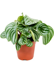 peperomiya_serebristaya_argireya_4pearbp12_1