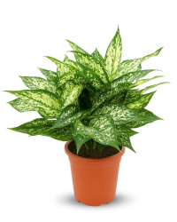 Aglaonema Lemon Queen 14-35