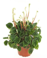Пеперомия Peperomia Lilian d12-30см