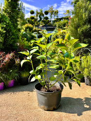 Гортензия HYDRANGEA QUERCIFOLIA 20л