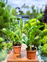 Замиокулькас Zamioculcas d0922см