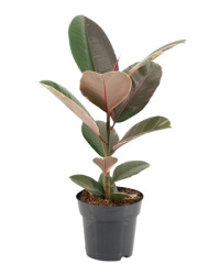 Ficus El Pink Camouflage 17-60